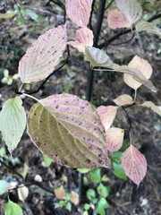 Cornus alternifolia