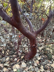 Arctostaphylos montereyensis