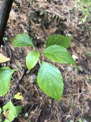 Cornus alternifolia