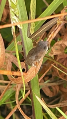 Hyla femoralis