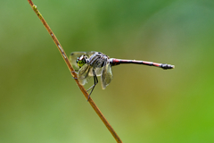 Agrionoptera insignis