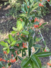 Pyracantha angustifolia