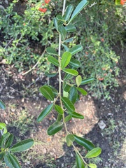 Pyracantha angustifolia
