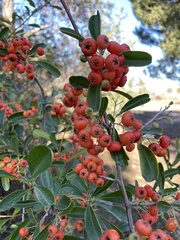Pyracantha angustifolia