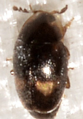 Corylophidae
