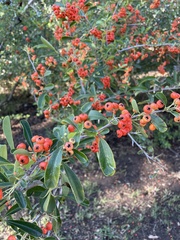 Pyracantha angustifolia