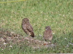 Athene cunicularia floridana