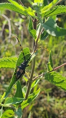 Dendrobias mandibularis