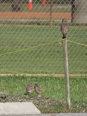 Athene cunicularia floridana