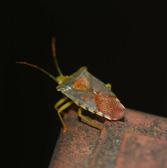 Acanthosoma denticaudum