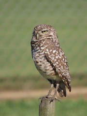 Athene cunicularia floridana
