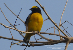 Euphonia affinis
