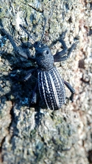 Aegorhinus albolineatus