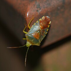 Acanthosoma denticaudum