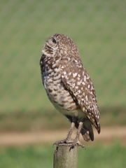 Athene cunicularia floridana