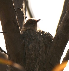 Daphoenositta chrysoptera