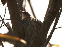 Daphoenositta chrysoptera
