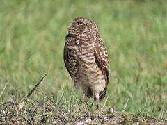 Athene cunicularia floridana