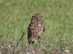 Athene cunicularia floridana