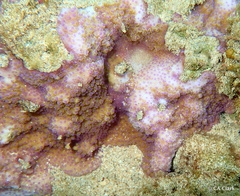 Montipora