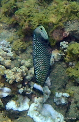 Novaculichthys taeniourus