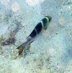 Monotaxis grandoculis