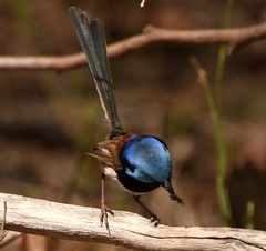 Malurus lamberti