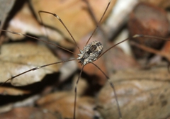 Leuronychus pacificus