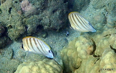 Chaetodon multicinctus