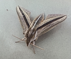 Theretra silhetensis