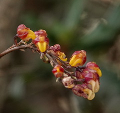 Cyrtochilum rhodoneurum