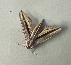 Theretra silhetensis