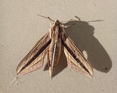 Theretra silhetensis