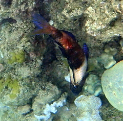 Parupeneus multifasciatus