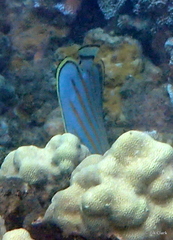 Chaetodon ornatissimus