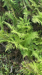 Pelazoneuron kunthii