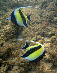 Zanclus cornutus