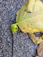 Pemphigus obesinymphae