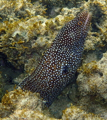 Gymnothorax meleagris