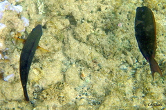 Acanthurus nigrofuscus