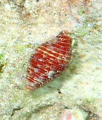 Pseudonebularia cucumerina