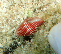 Pseudonebularia cucumerina