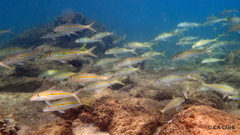 Mulloidichthys flavolineatus