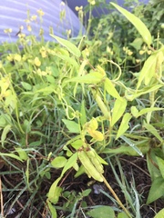Vigna luteola