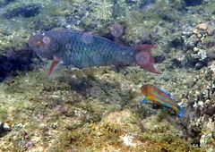 Thalassoma trilobatum