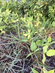 Vigna luteola