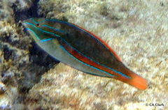Stethojulis balteata