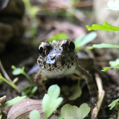 Fejervarya kawamurai