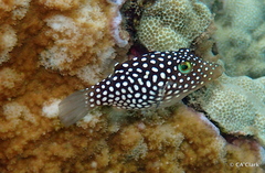 Canthigaster jactator