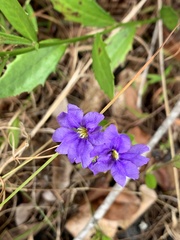 Dampiera stricta
